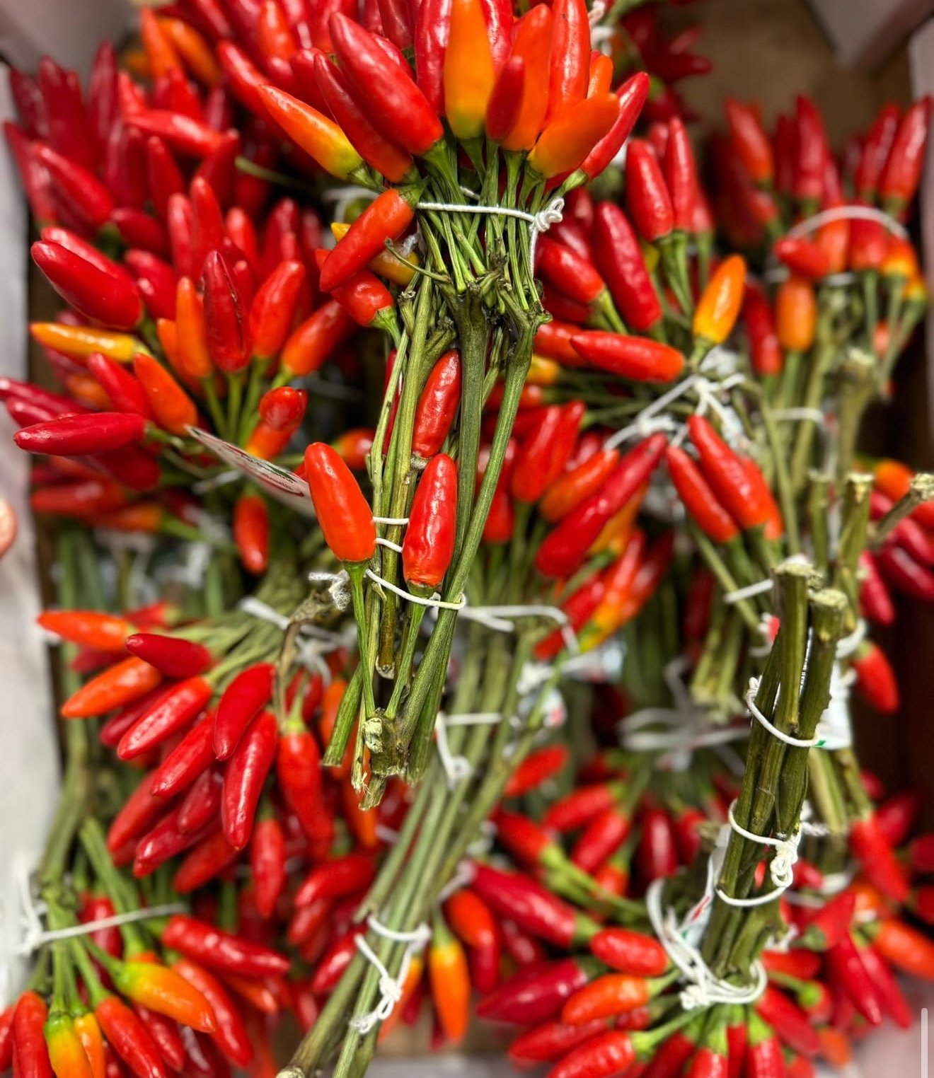Bunches of vivid red Thai chillies