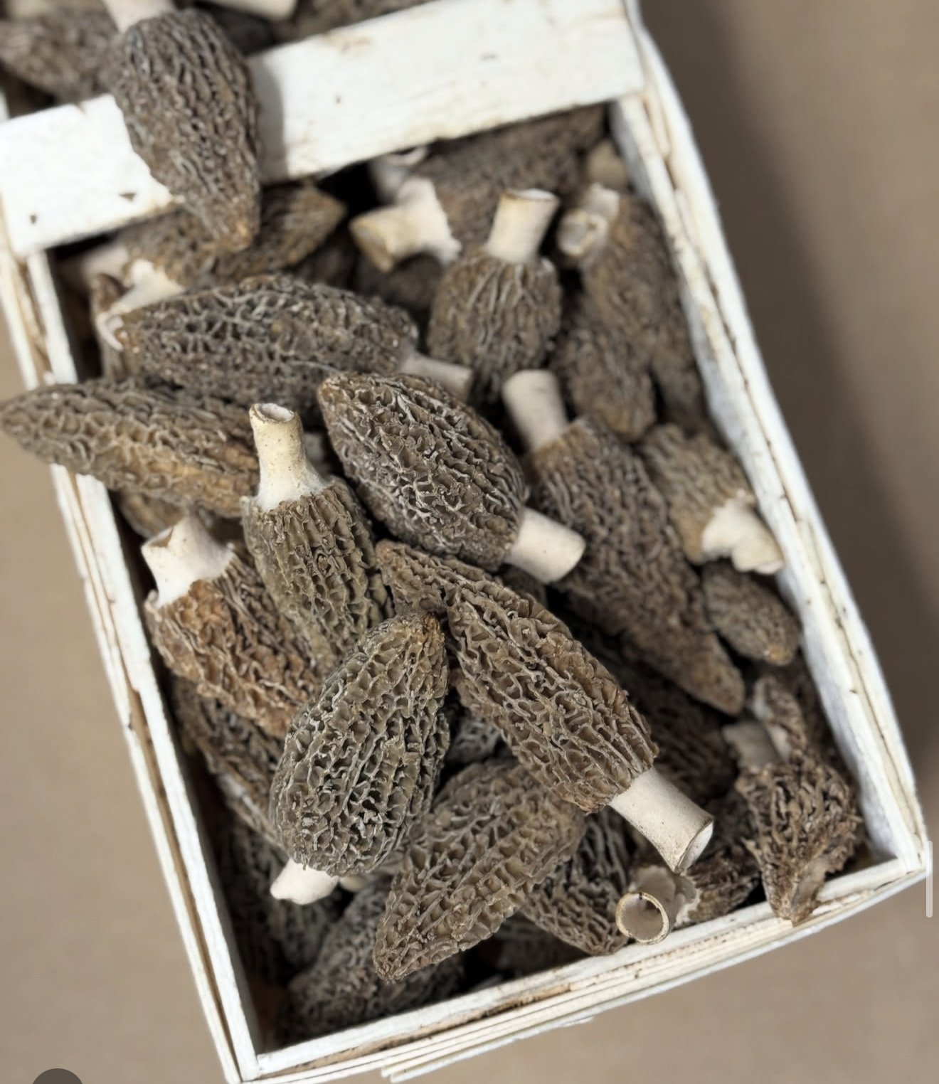 A crate of fresh morel mushrooms