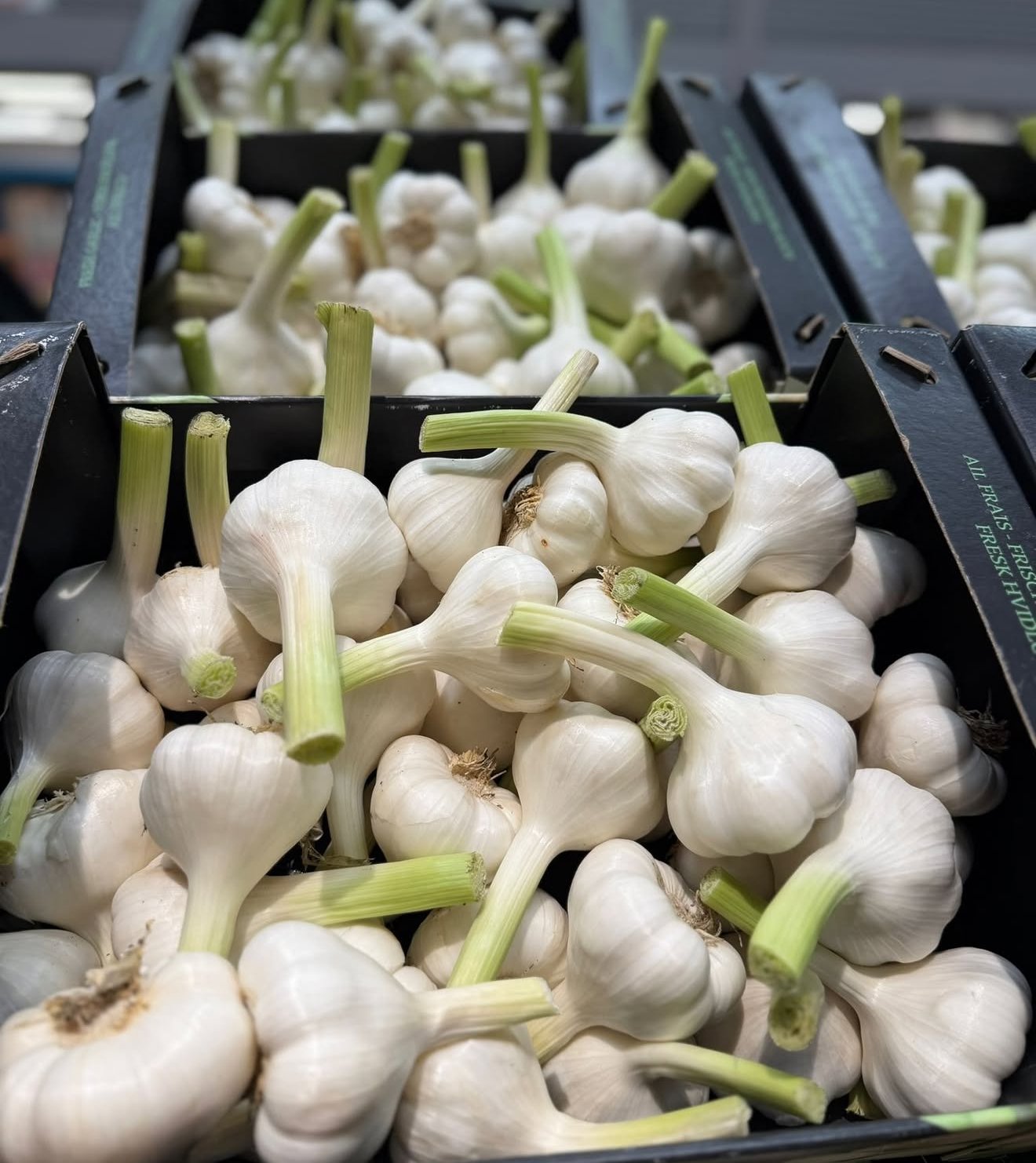 Young wet garlic in market crates