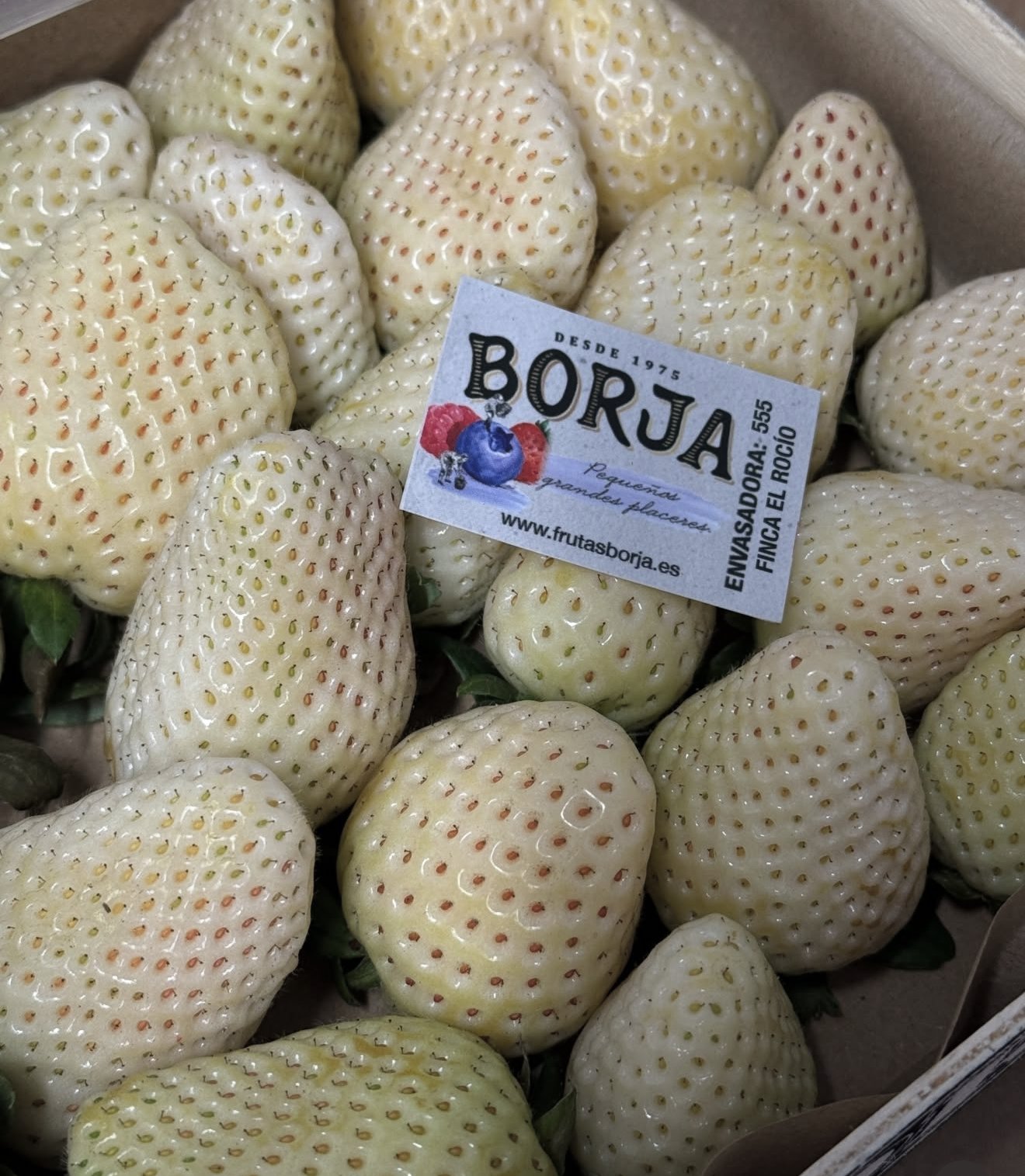 White strawberries with the Borja grower's card
