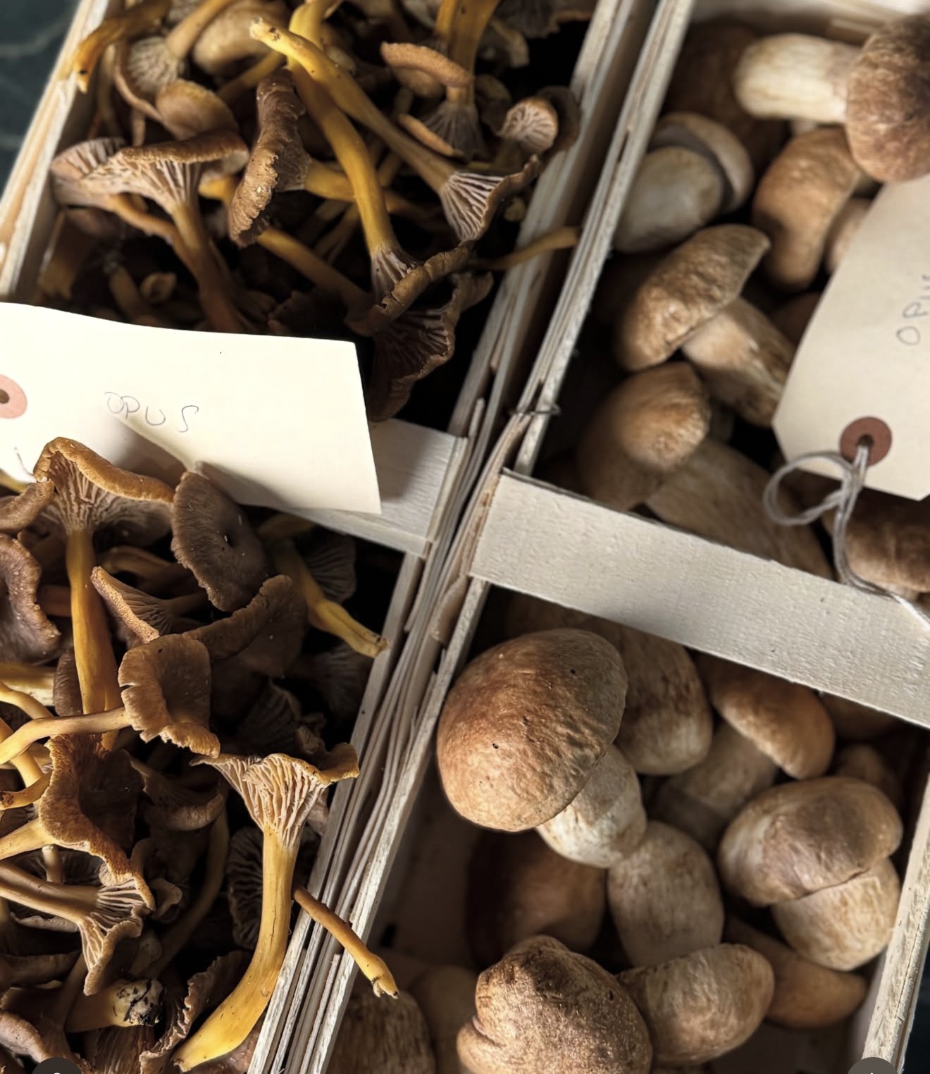 Wild mushrooms in wooden baskets